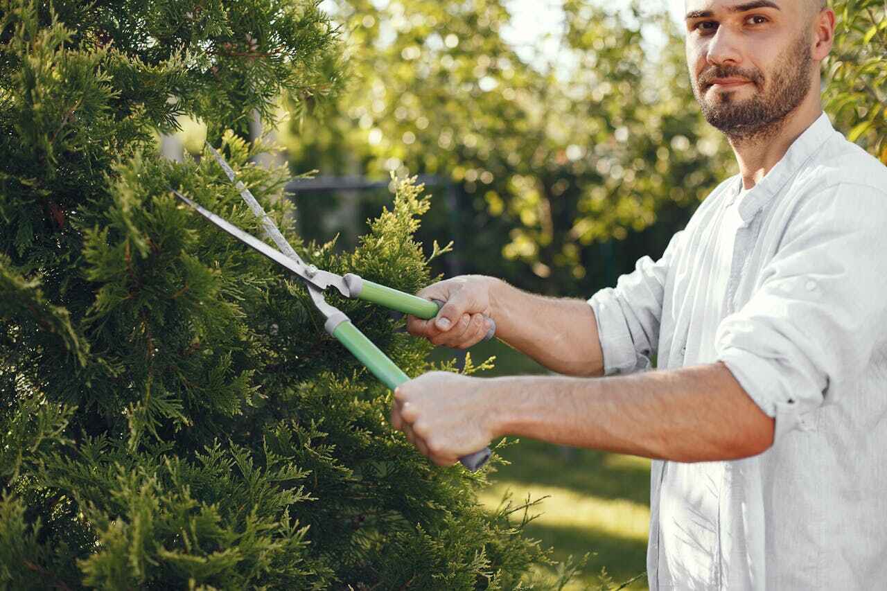 Tree Health Inspection in Cortez, CO